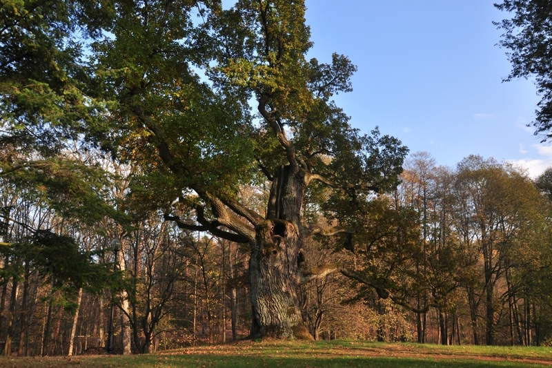 Dąb pomnik przyrody