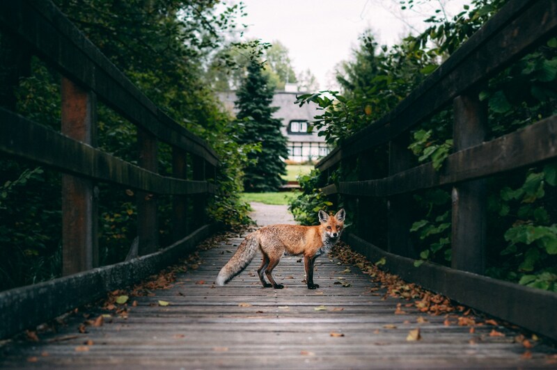 Łańskie zwierzęta